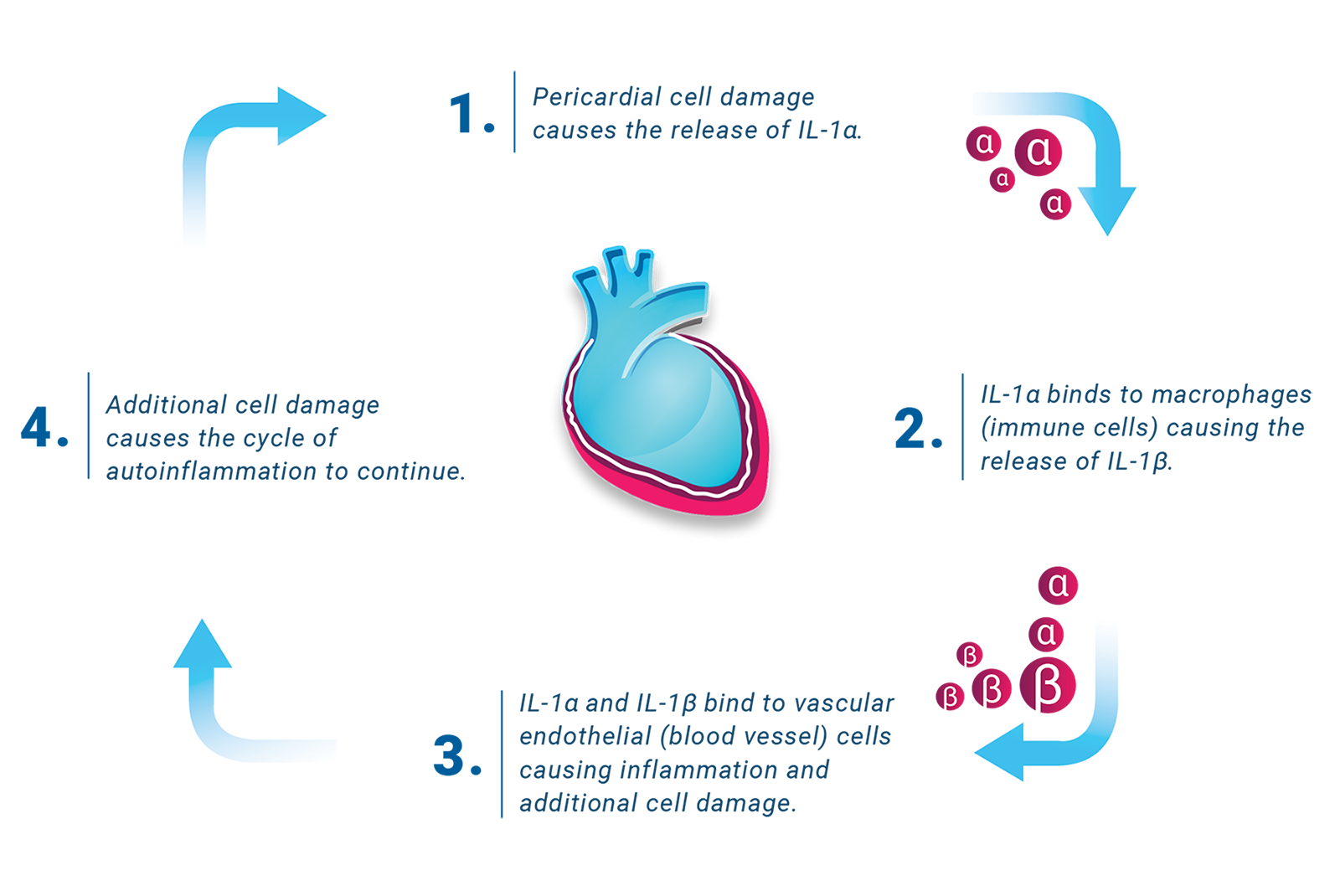 The Cycle of Autoinflammation in Recurrent Pericarditis