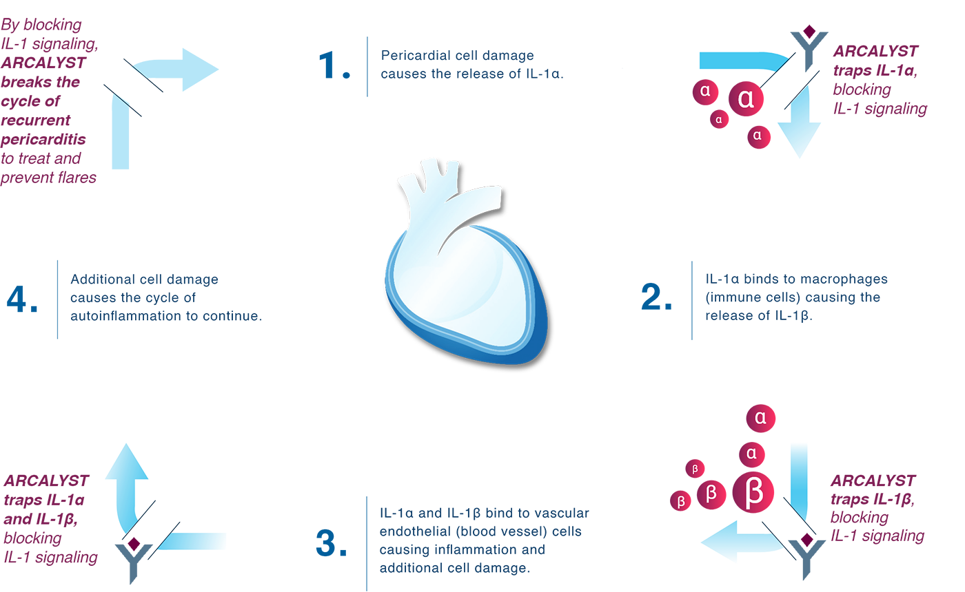 The Cycle of Autoinflammation in Recurrent Pericarditis