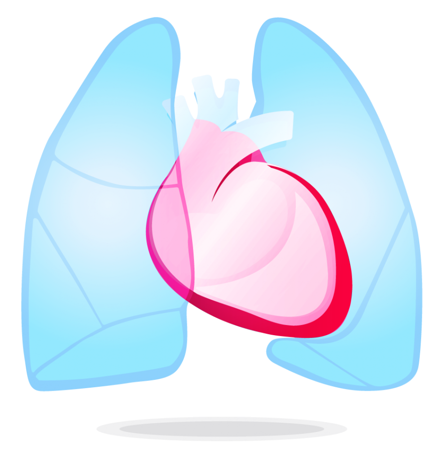 Pericardium