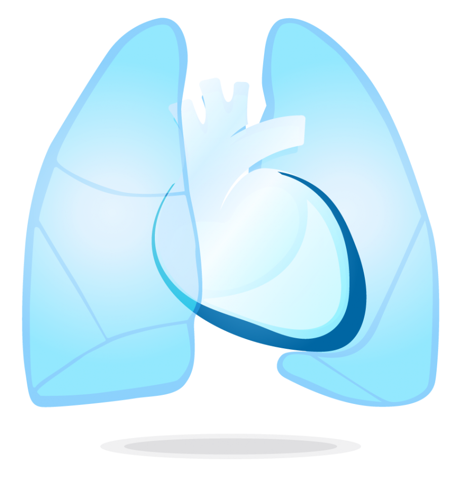 Pericardium