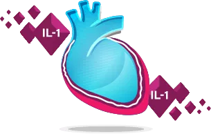 The Cycle of Autoinflammation in Recurrent Pericarditis