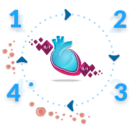 The Cycle of Autoinflammation in Recurrent Pericarditis