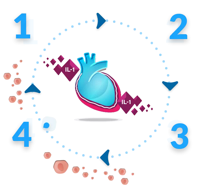 The Cycle of Autoinflammation in Recurrent Pericarditis